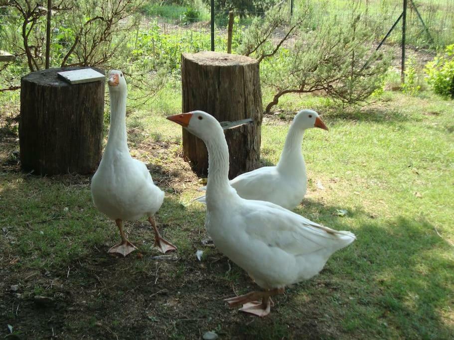 Agriturismo Podere Molino Peccioli Ngoại thất bức ảnh